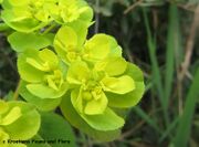 Euphorbia helioscopia Linné, 1753 - Sonnwend-Wolfsmilch, sunceljubiva mlječika. Fundort: Zadar, Geschützte Pflanze, Giftpflanze, Heilpflanze