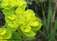 Euphorbia helioscopia Linné, 1753 - Sonnwend-Wolfsmilch, sunceljubiva mlječika. Fundort: Zadar, Geschützte Pflanze, Giftpflanze, Heilpflanze