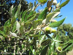 Vir 09/2010 mit starkem Pilzbefall