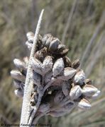 Auch Pflanzen bekommen ein Kleid aus Salz