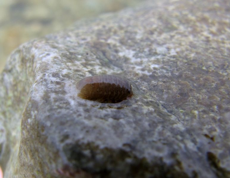 Datei:Sphaeroma serratum Fabricius, 1787 Vir 140507 3003.jpg