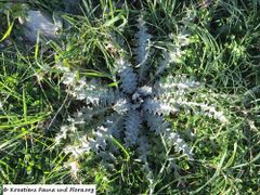 Grundrosette, Vir 02/2018