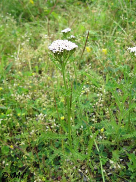 Datei:Achillea millefolium Linné, 1753 Matešići 130525 2156.jpg