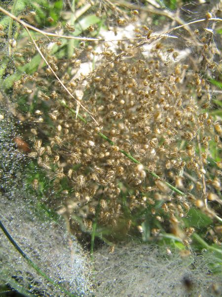 Datei:Acul arm Vir Vir 140413 2194.jpg