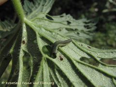 Guggenberger See 09/2012