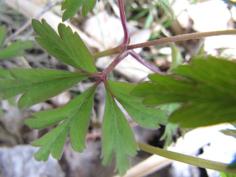 Datei:Ane nem StSe 120328 193.jpg