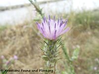 Carduus pycnocephalus Linné, 1763 - Knäuelköpfige Distel, bielutasti stričak. Fundort: Privlaka 05/2014, Heilpflanze, Essbare Pflanze