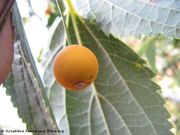 Europäischer Zürgelbaum, crni koprivić. Fundort: Zadar 09/2013, Essbare Pflanze , Zierpflanze, Baum