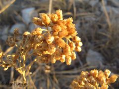 Verblühter Stand, Otok Vir 08/2012
