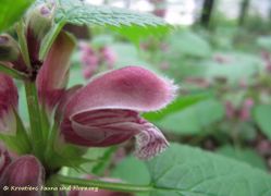 Einzelblüte, Slowenien – Ribnica, 04/2016