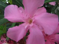 Nerium oleander 'Petite Pink' Otok Vir 06/2011