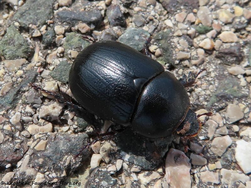 Datei:Pentodon idiota Herbst, 1789 Vir 220502 2692 D.JPG