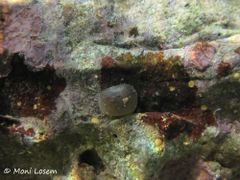 Der kräftige Fuß Vir 09/2014