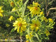 Dittrichia viscosa (L.) Greuter, 1973 - Klebriger Alant, ljepljivi oman, Fundort: Otok Vir 09/2010. Heilpflanze, Magische Pflanze, Duftpflanze