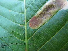Hier ist die Raupe vor der Verpuppung, Regensburg 06/2012