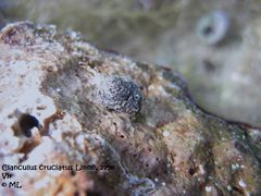 Von Diatomeen besetzt, Vir 09/2012