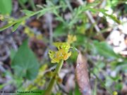 Honigduftender Rutenstrauch, bijela metla. Fundort: Vir 05/2015, Zierpflanze, Heilpflanze