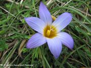 Großblütiger Scheinkrokus, proljetna dugovača, Fundort: Vir 03/2013, Zierpflanze