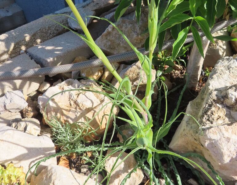 Datei:TragPor Bla Vir 210512 2188.JPG