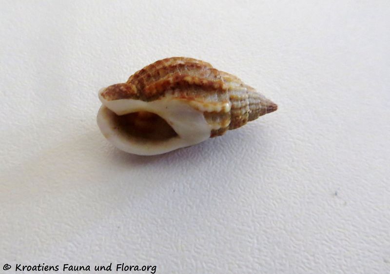 Datei:Tritia nitida Jeffreys, 1867 Vir 180618 14194 d.jpg