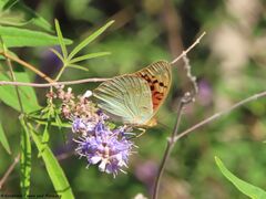 ♂, Vrana See 07/2020