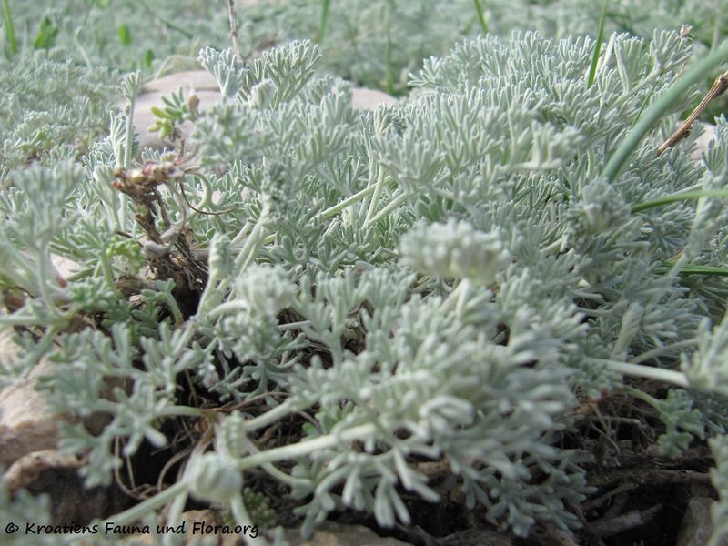 Datei:ArtemCaeru Bla5 Vir 130428 1242.jpg