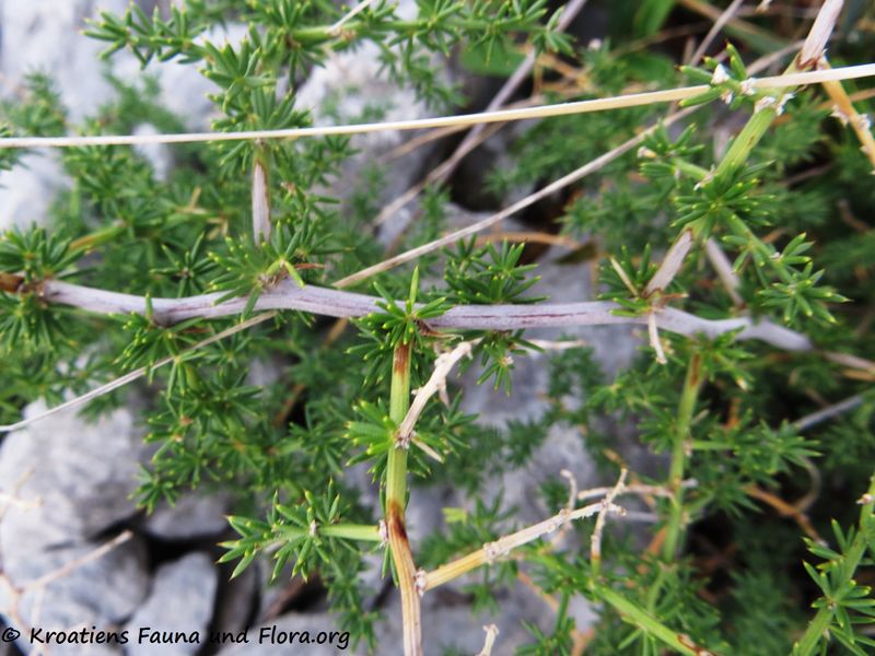 Datei:Asparagus aphyllus Linné, 1753 Vrsi 190808 1322.JPG