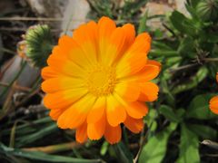 Offene Blüte, Vir 12/2015