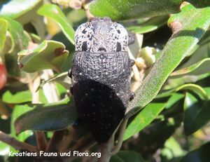 Capnodis tenebrionis Linné, 1761 Vir 220429 2644 D.JPG