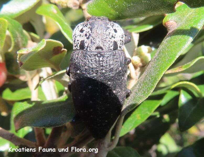 Datei:Capnodis tenebrionis Linné, 1761 Vir 220429 2644 D.JPG