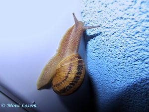 HeliLuc Vir 140912 5793.jpg