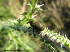Auf Carduus nutans Linné, 1753 - Nickende Distel, badelj, Vir 05/2013