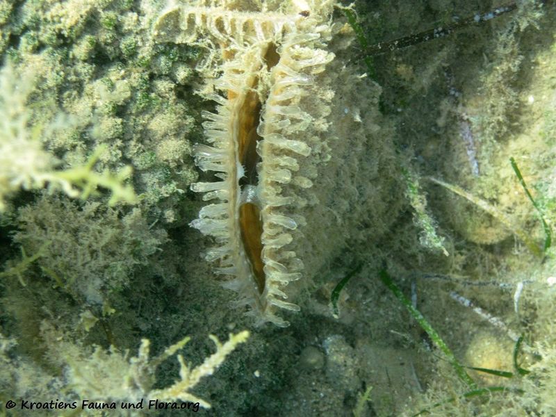 Datei:Pinna nobilis Linné, 1758, Vir 120909 2078.jpg