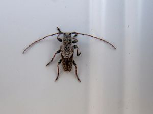 PoNeu Vir 160405 8345 Vir D.jpg