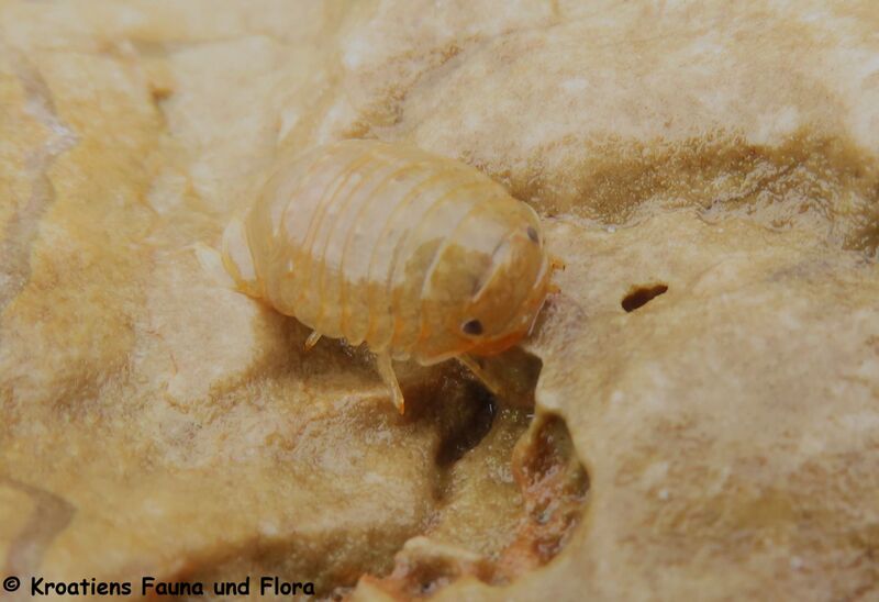 Datei:Sphaeroma serratum J. C. Fabricius, 1787 Vir 240403 7369 D.JPG