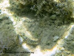 SymphMel Vir Balz 110909 42.jpg