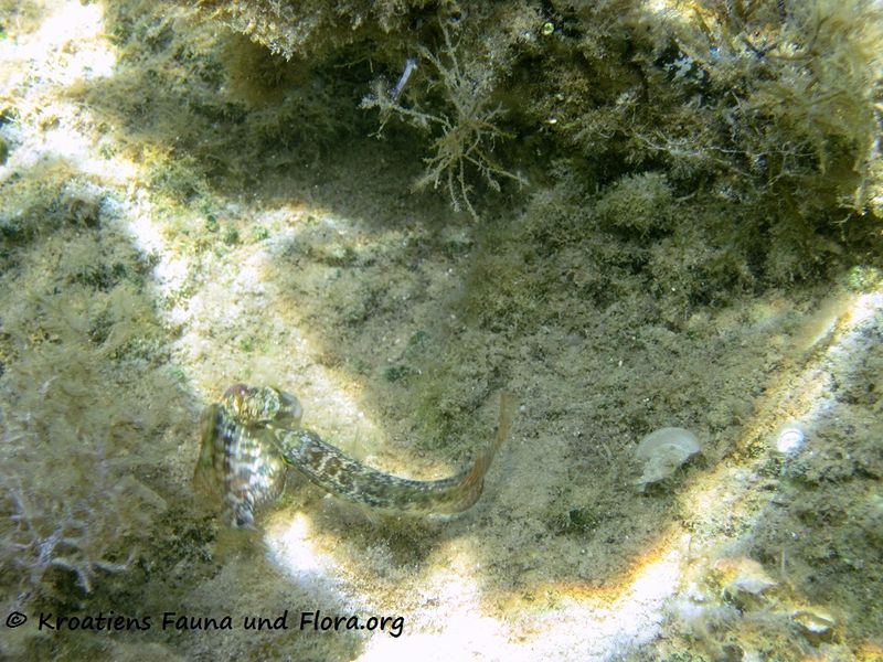 Datei:SymphMel Vir Balz 110909 42.jpg