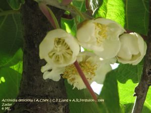 Actinidia deliciosa (Chev.) Liang & Ferguson, 1984 Zadar 120519 192.jpg