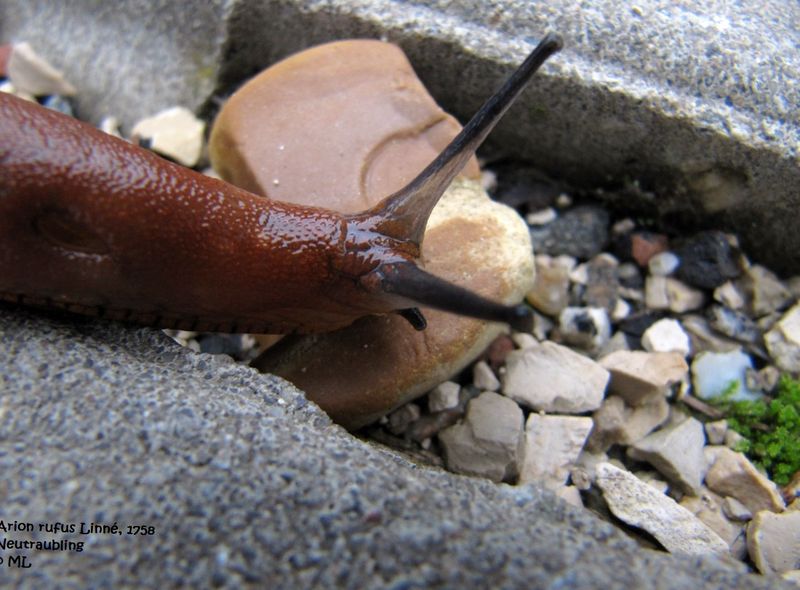 Datei:Ari ruf Neutr 1110923 02.jpg