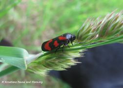 Bayern, Rötz 05/2015