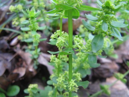 CruciGlab Ribn 160423 8503.jpg