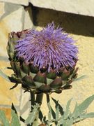 Artischocke, artičoka, Fundort: Vir