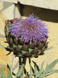 CynDra Vir 110624 27.jpg