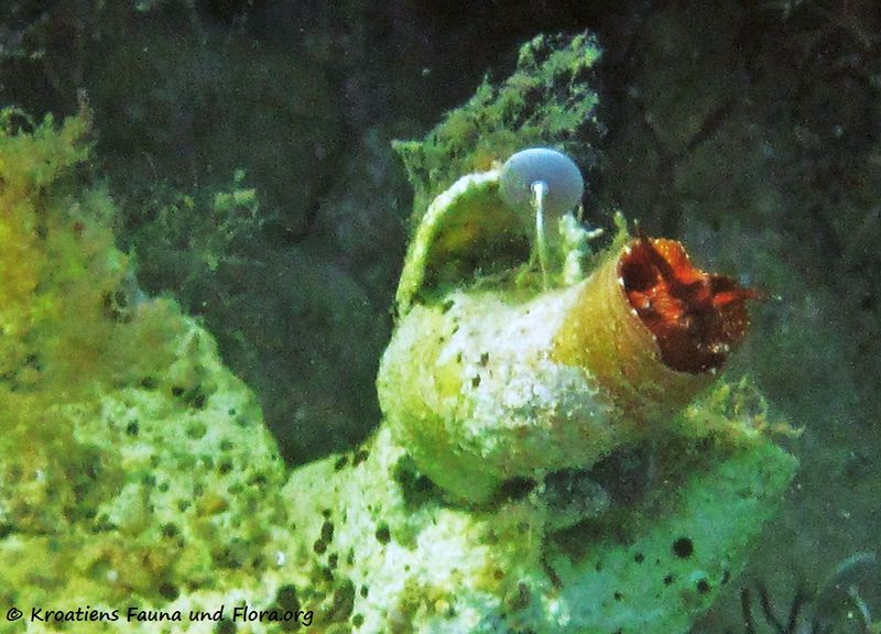 Datei:Thylacodes arenarius Linné, 1758 Vir 130614 2888.jpg