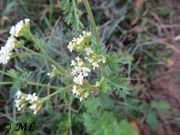 Achillea ligustica Allioni, 1773 - Mediterrane Schafgarbe, Vir 12/2012. Heilpflanze
