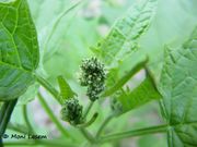 Bastard-Gänsefuß, križana loboda. Fundort: Österreich - Wien Floridsdorf 08/2012