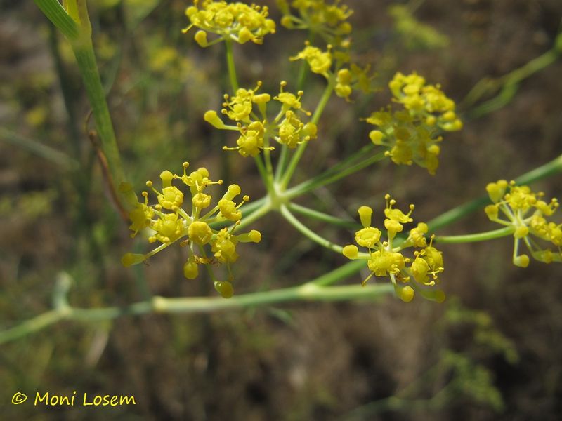 Datei:Foen vul Blüte Nin 110916 39.jpg