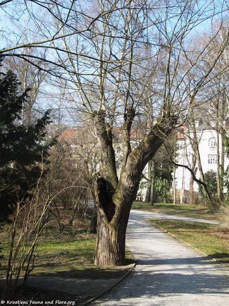 Datei:StyphJap Hab R Zent 120315 25x.jpg