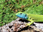 Lacerta viridis Laurenti, 1768 - Östliche Smaragdeidechse, zelembać. Fundort: 08/2017, Geschütztes Tier , Gefährdetes Tier