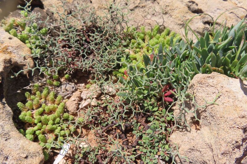 Datei:1 240511 7883 D.JPG